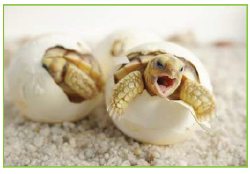 سلوك خروج السلاحف من البيض سلوك فطري. سلوك خروج السلاحف من البيض سلوك فطري.